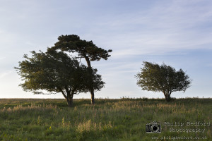 Hawthorn Trees at Dawn