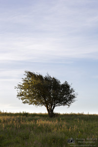 Hawthorn at Dawn