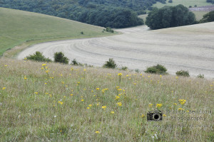 Stamner Down Brighton Sussex