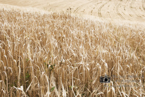 Stamner Down Brighton Sussex