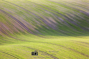 Field Alfriston