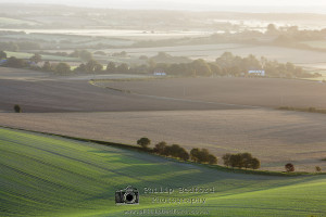 Tree line early morning Alfriston