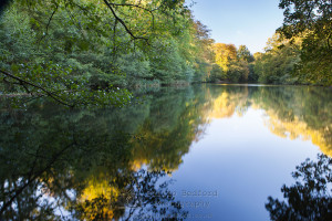 Nymans Woods