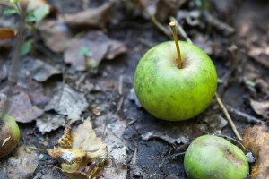 Nymans Woods