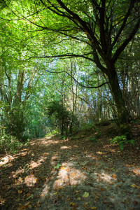 Nymans Woods
