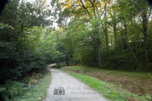 Nymans Woods