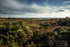 Ashdown Forest Study