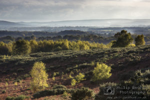 Autumn Colours at Ashdown Forest