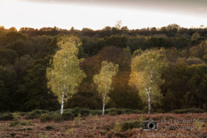 Birch Trees at Sunset Ashdown Forest
