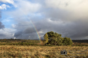 Rainbow Ashdown Forest
