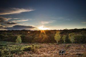 Sunset over Ashdown Forest