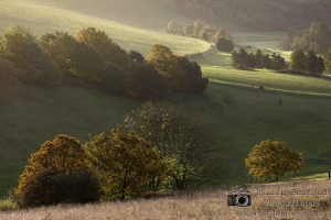 Autumn Trees on the Downs Cissbury Ring