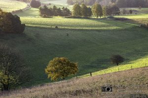 Autumn Trees on the Downs Cissbury Ring II