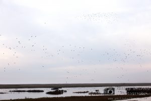 Wildfowl Rye Harbour Marshland