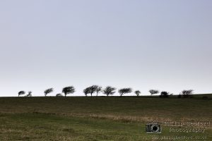 Windswept Hawthorns Mount Caburn Lewes