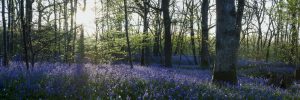 Bluebells at Arlington