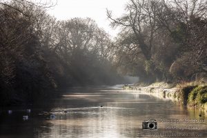 Chichester Canal III