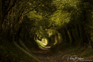Halnaker Footpath II