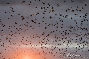 Starling Murmuration at Sunset I