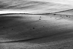 Cows at Cold Coombes BW